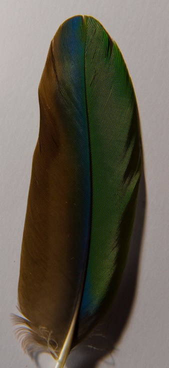 Feather from the beautiful Eclectus Parrot (Courtesy Richard de Crespigny)
