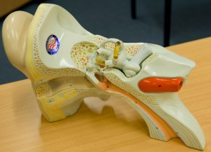 Vestibular System (Photo R de Crespigny)