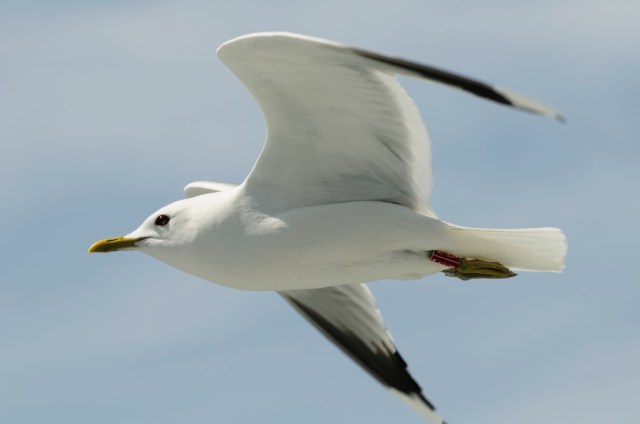 Jonathan Livingston Seagull  (Photo: iStockphoto)