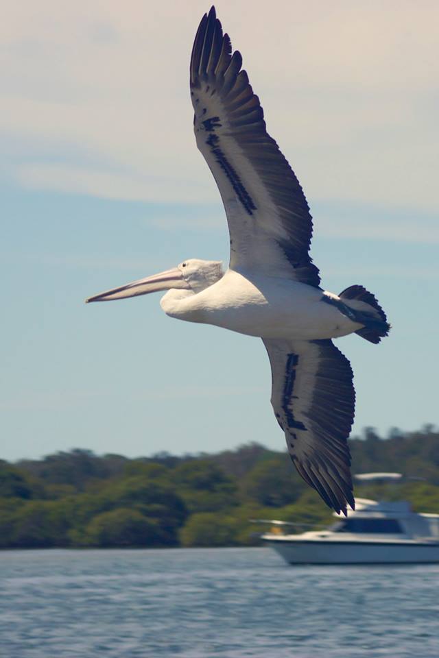 Pelican (Photo Sophia de Crespigny)