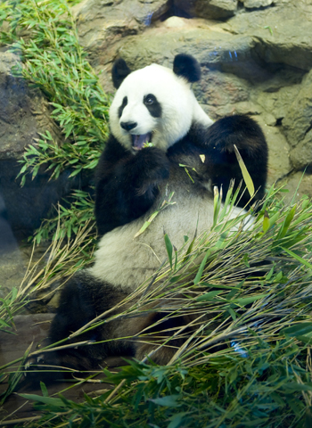 2014 05 May DWA - Adelaide 161  (Touched (350x480))