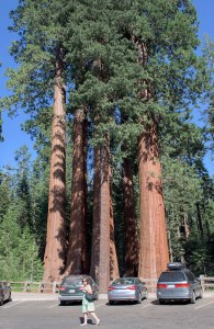 Hydraulics - How does the Sequoia tree (world's largest tree) pump water to the canopy 300' above the forest floor? Is there 8 atm of water pressure at the roots? Is the 300' tree height limited due to hydraulic pressure?
