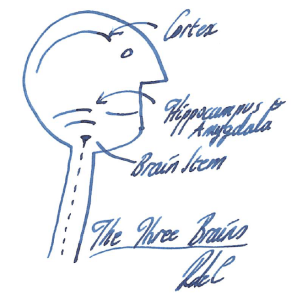 The three brains (RDC)